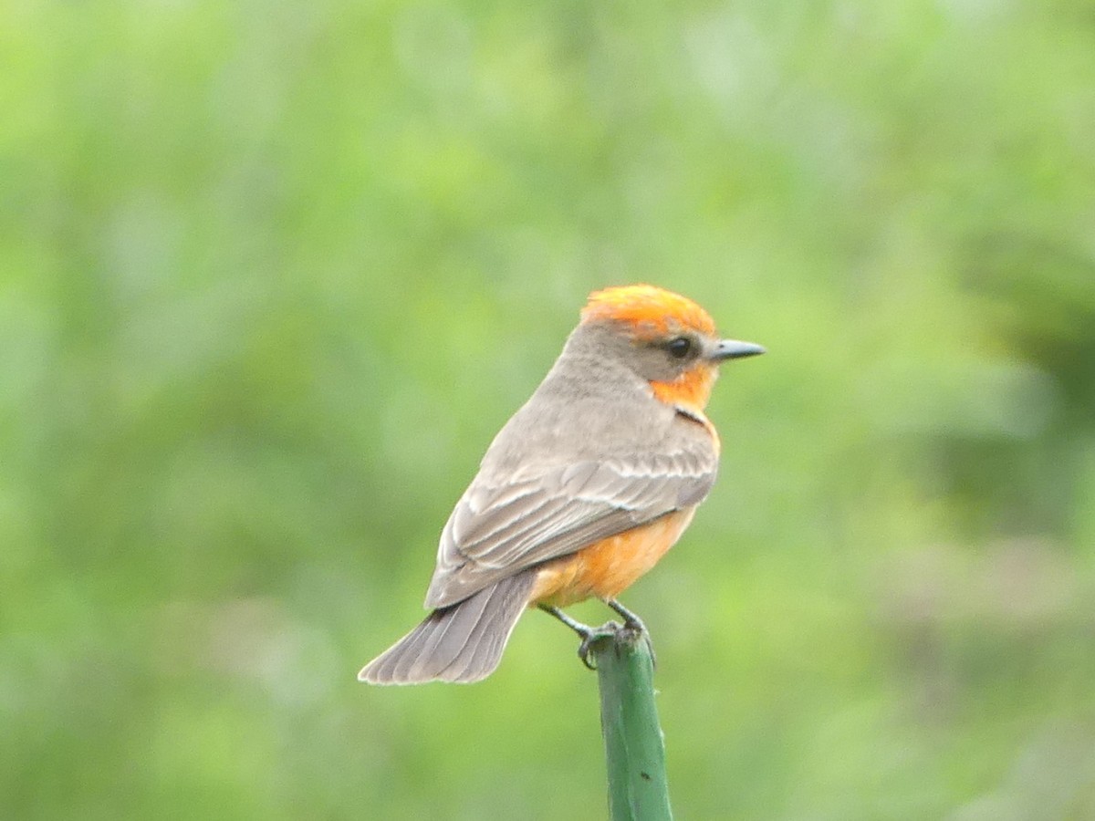 Vermilion Flycatcher - Jeanine Merrill