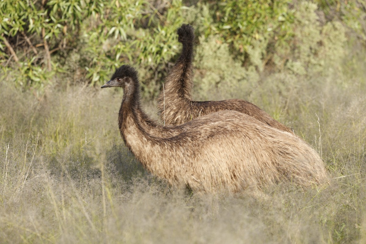 Emu - Cathy Pert