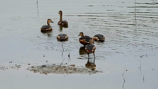 Dendrocygne siffleur - ML618800420