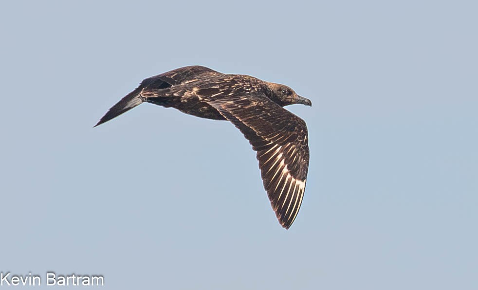 Brown Skua (Subantarctic) - Kevin Bartram