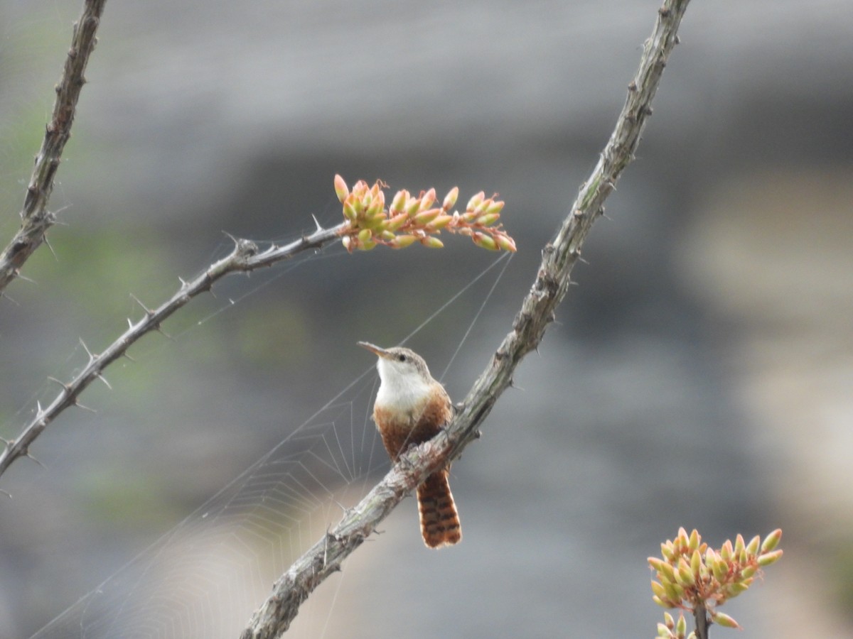 Canyon Wren - ML618800453