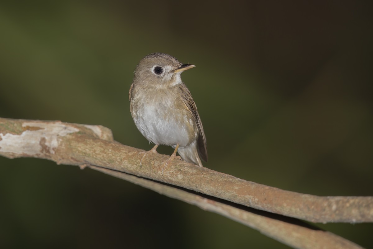 Asian Brown Flycatcher - ML618800461