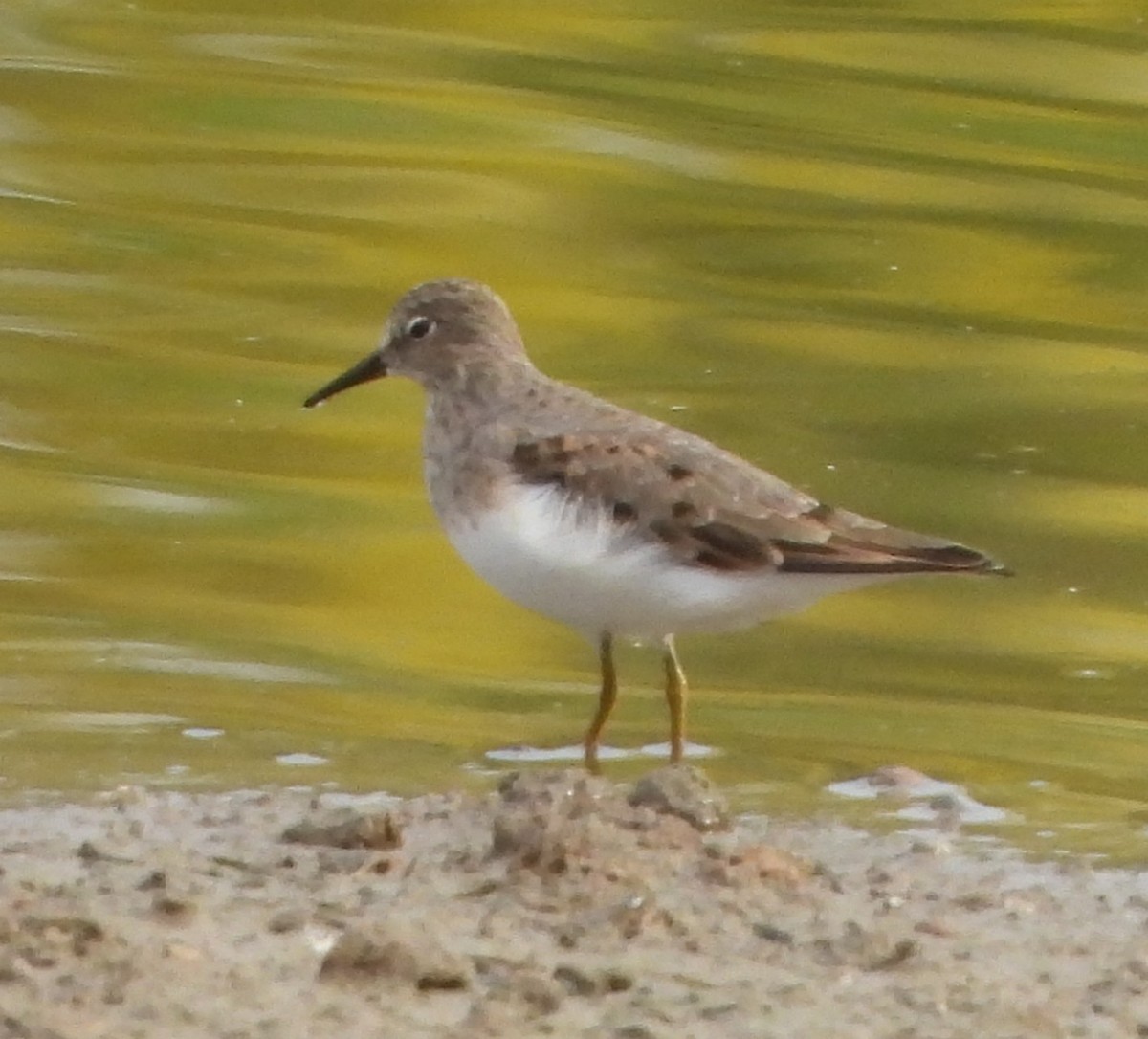 Temminck's Stint - ML618800471