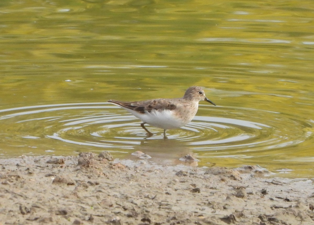 Temminck's Stint - ML618800474