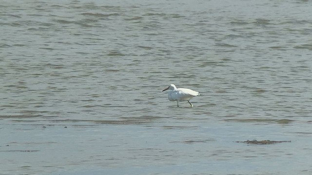 Chinese Egret - ML618800501