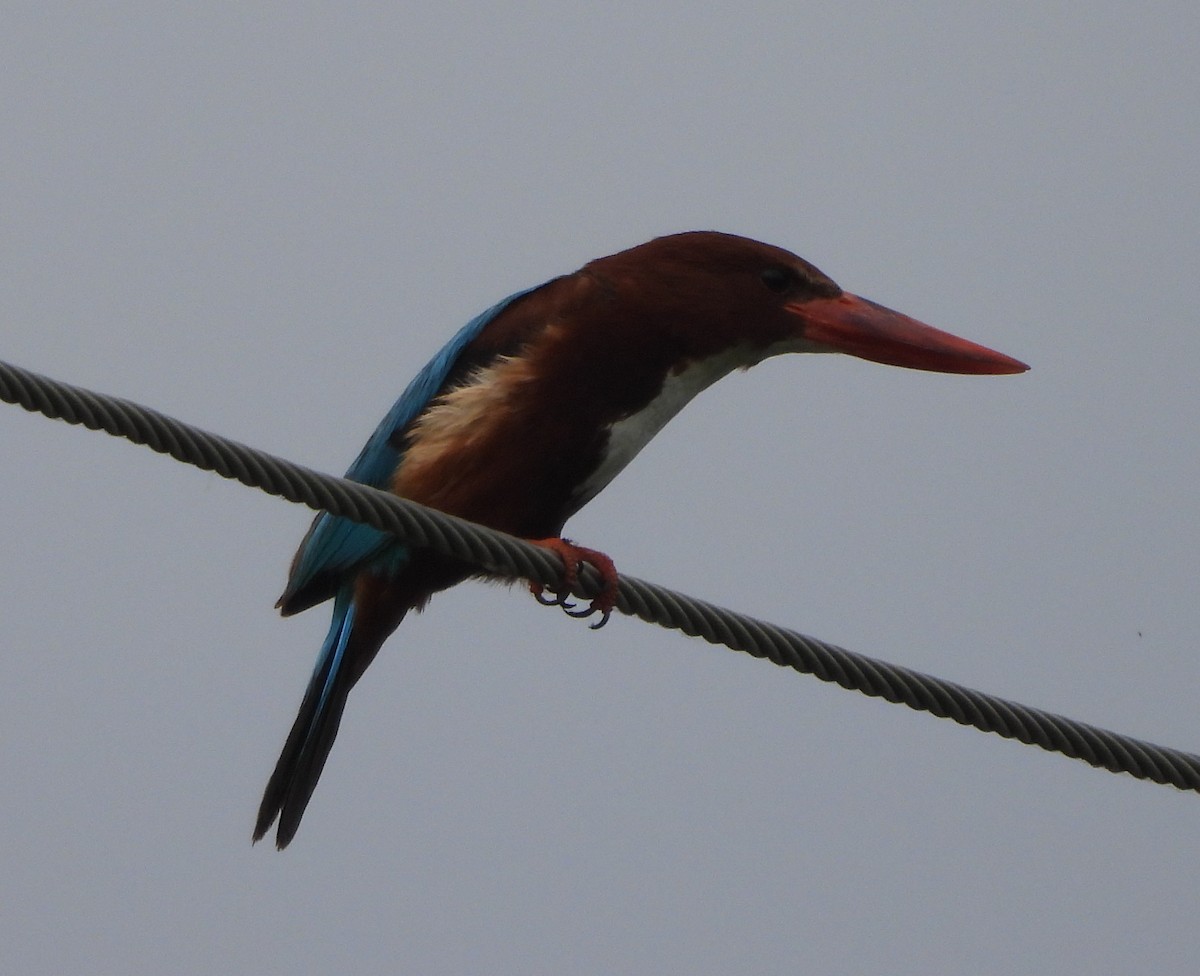 White-throated Kingfisher - Prof Chandan Singh Dalawat