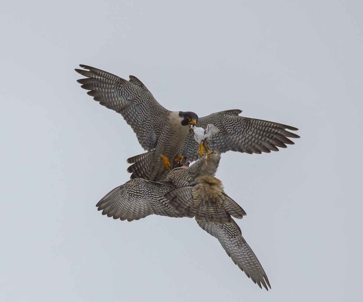 Peregrine Falcon - Roger Uzun