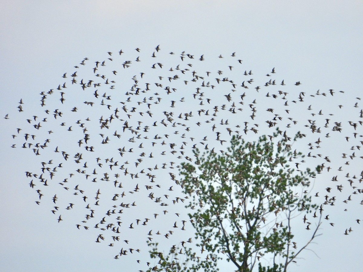 Dunlin - Kisa Weeman