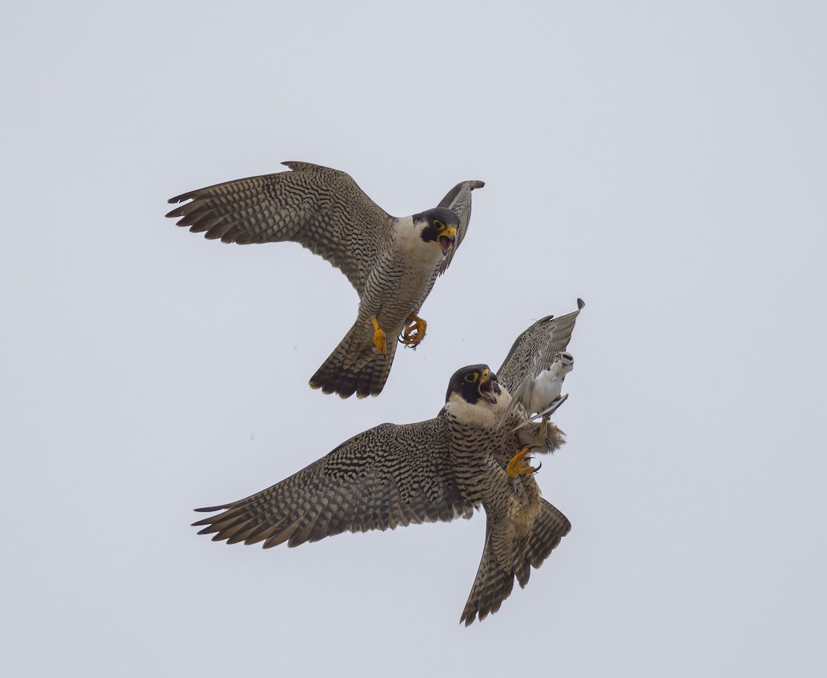 Peregrine Falcon - Roger Uzun