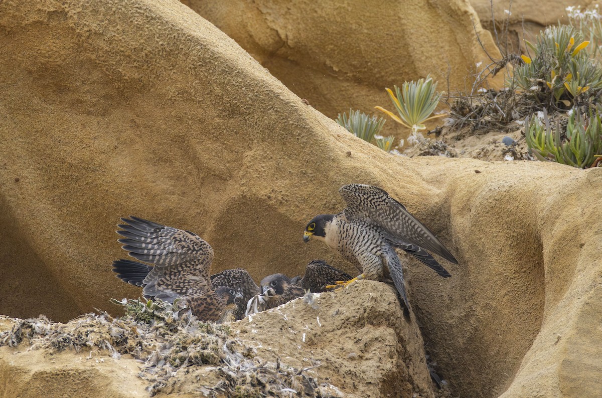 Peregrine Falcon - Roger Uzun