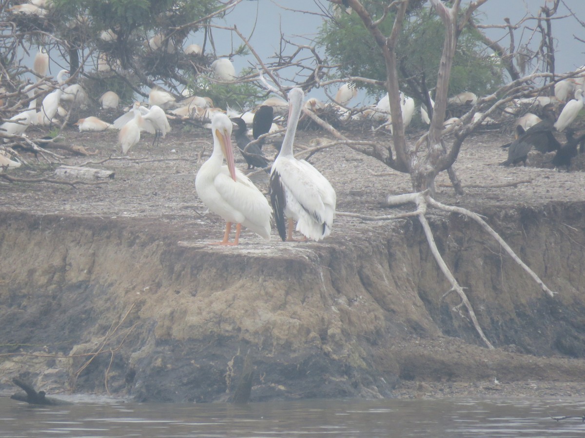 American White Pelican - Mike Major