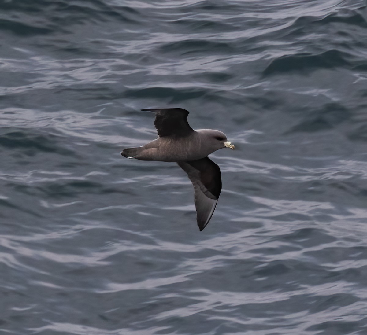 Northern Fulmar - Gary Rosenberg