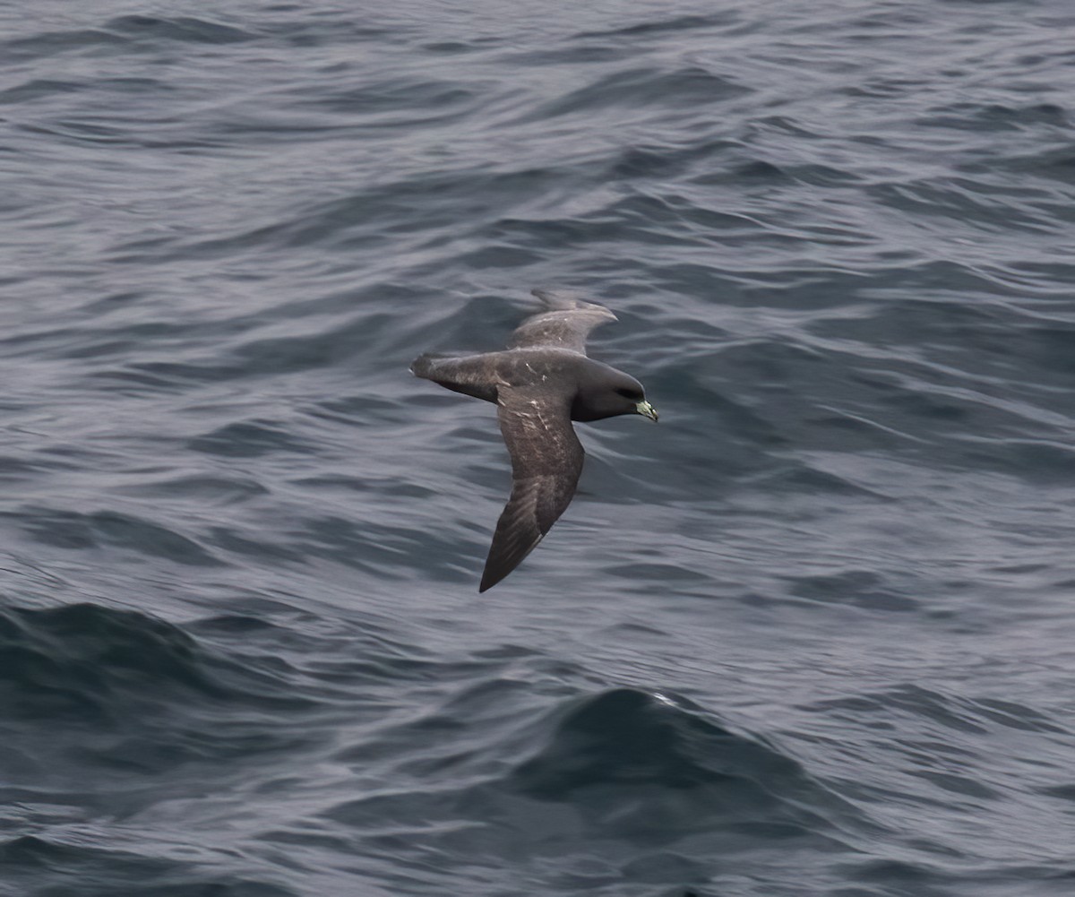 Northern Fulmar - Gary Rosenberg