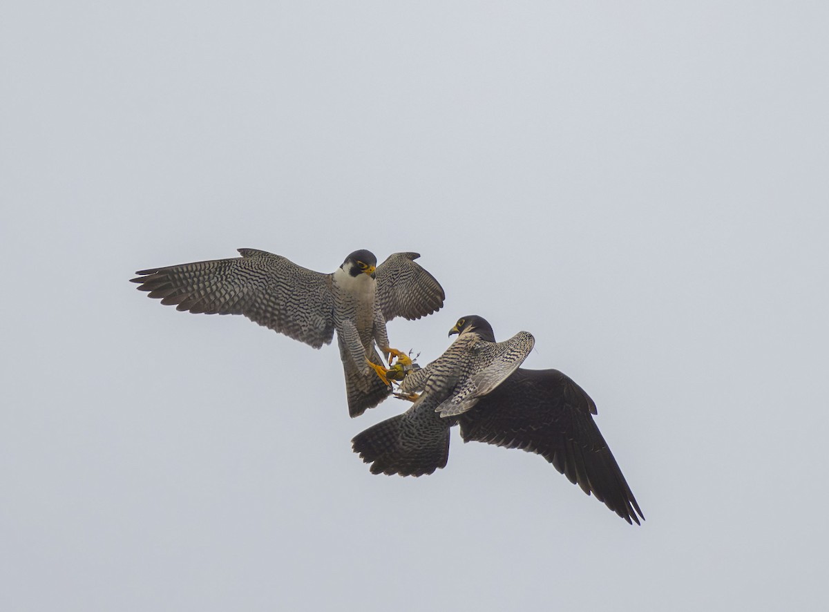 Peregrine Falcon - Roger Uzun