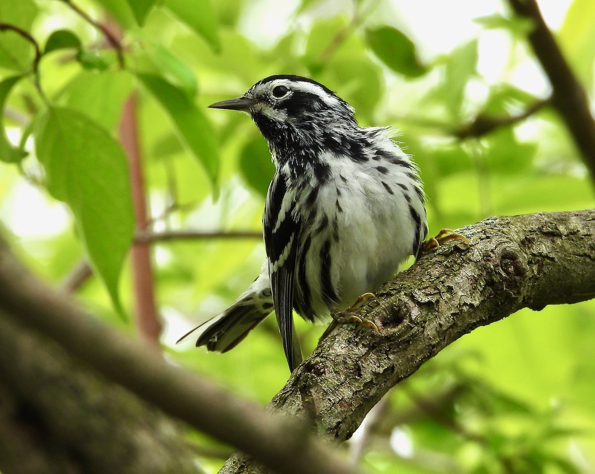 Black-and-white Warbler - Kisa Weeman