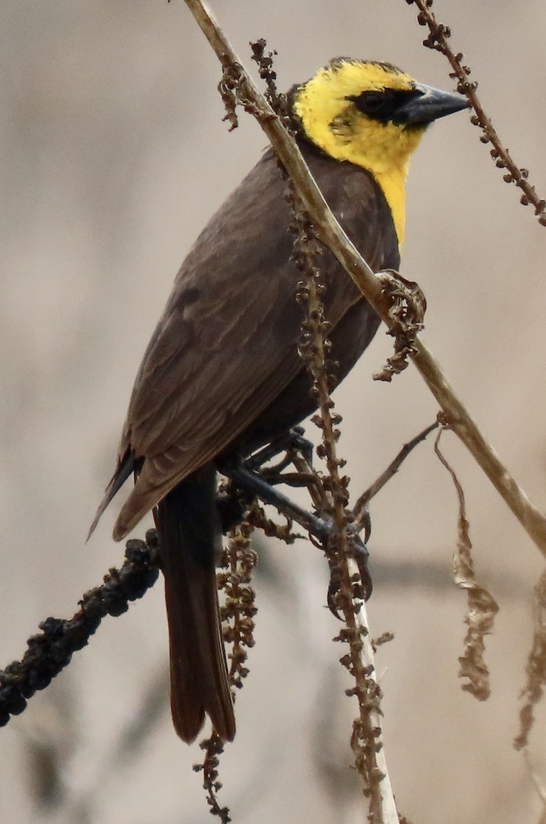 Yellow-headed Blackbird - ML618800561