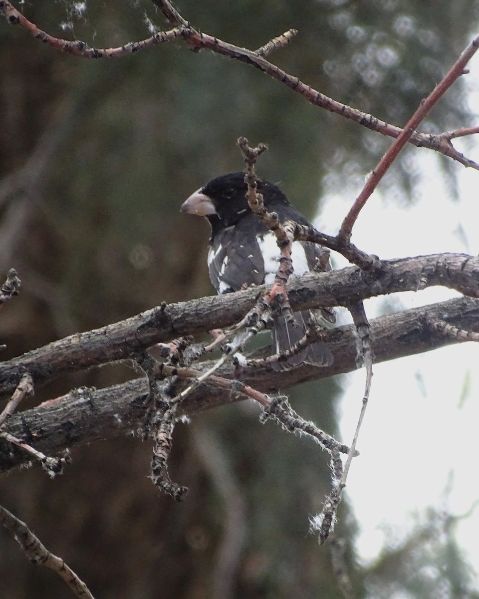 Rose-breasted Grosbeak - ML618800566