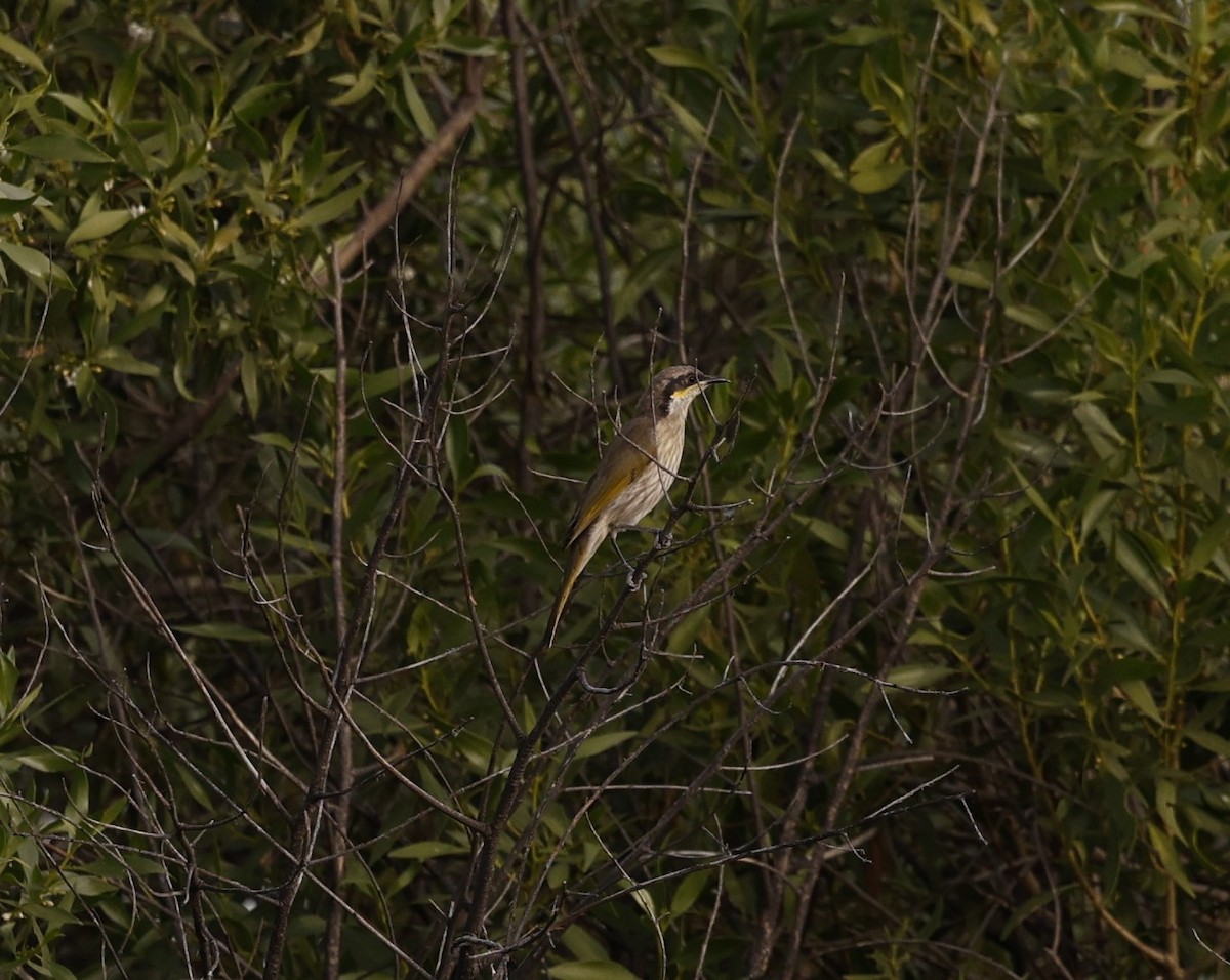 Singing Honeyeater - ML618800571