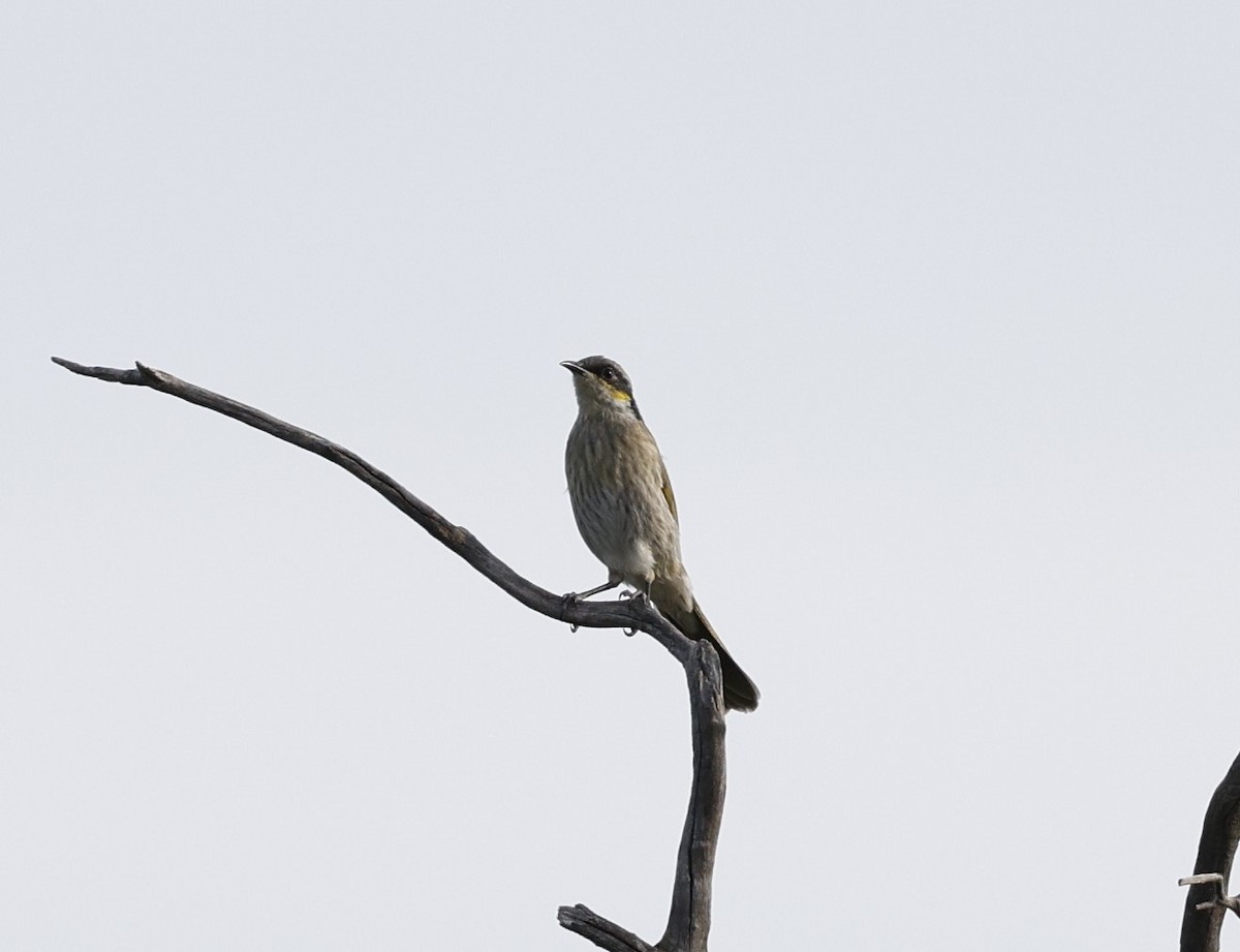 Singing Honeyeater - ML618800573