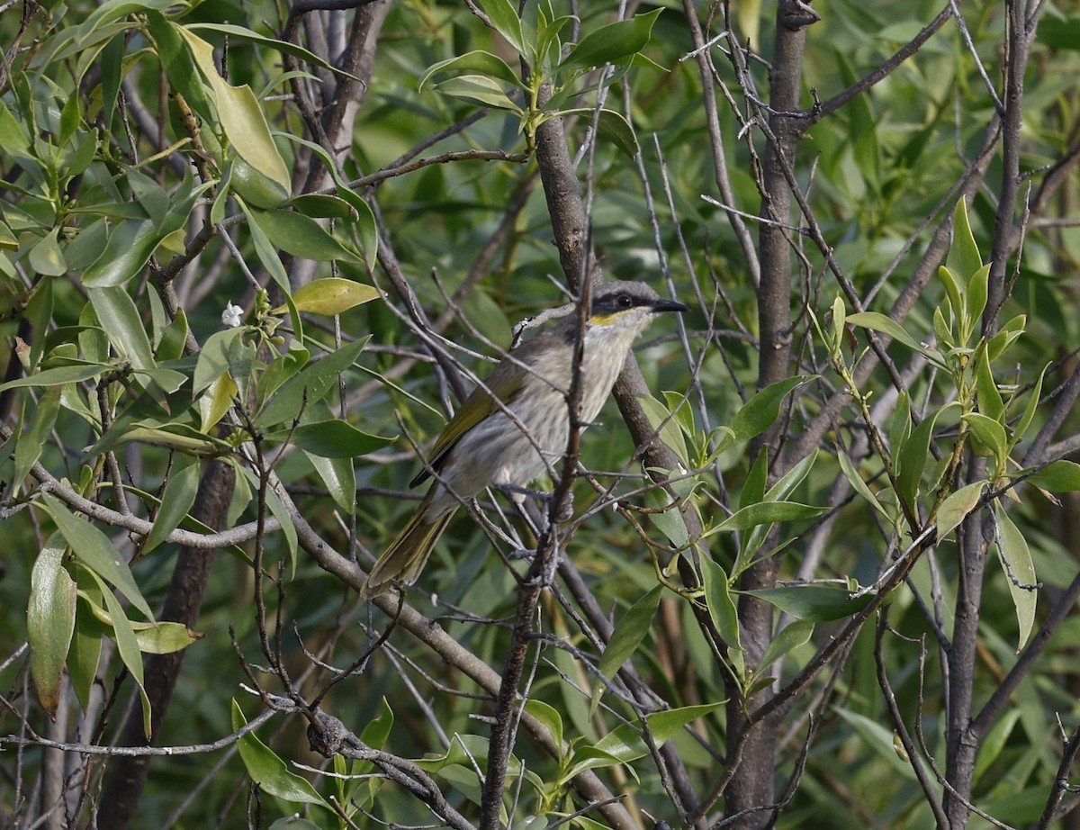 Singing Honeyeater - ML618800574