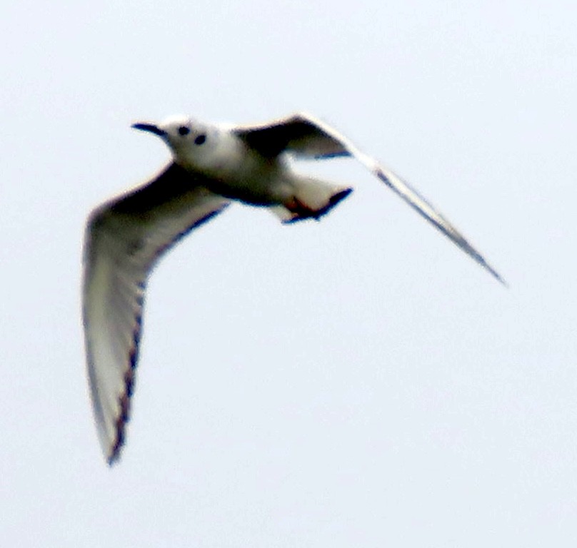 Bonaparte's Gull - ML618800590