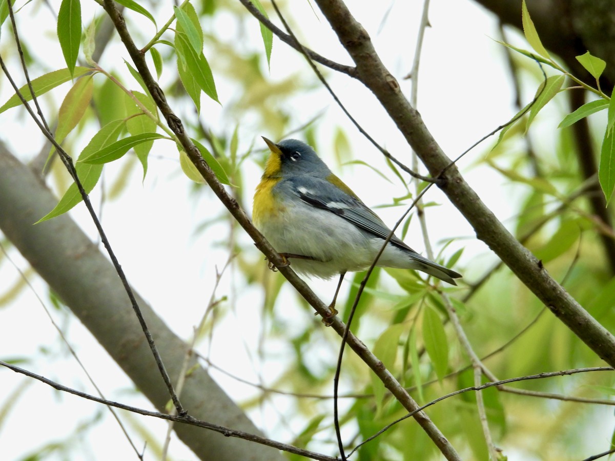 Northern Parula - Kisa Weeman