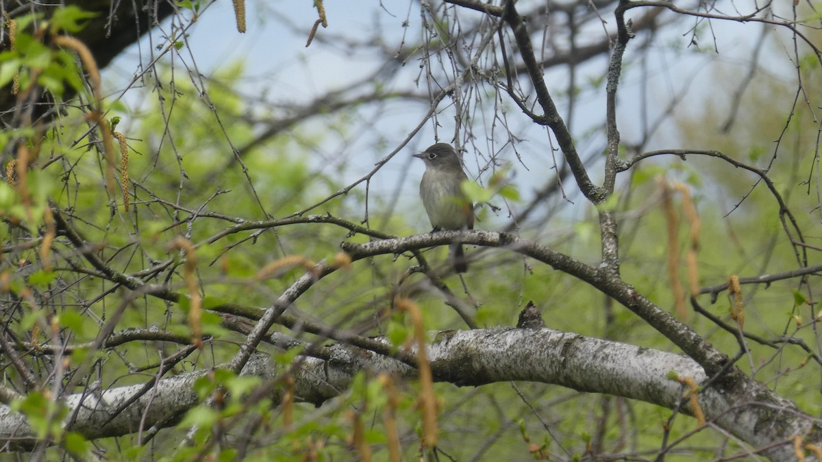 Least Flycatcher - Daniel B