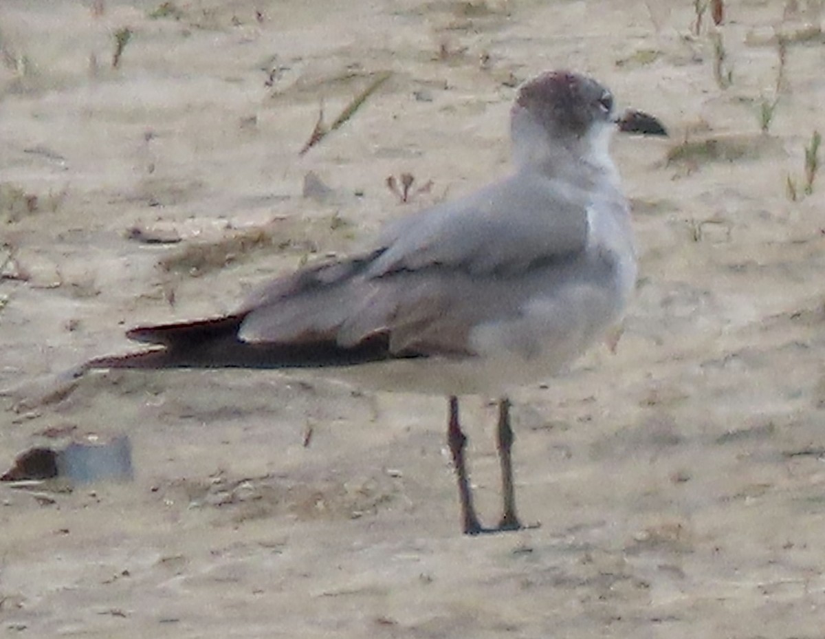 Laughing Gull - David Trissel