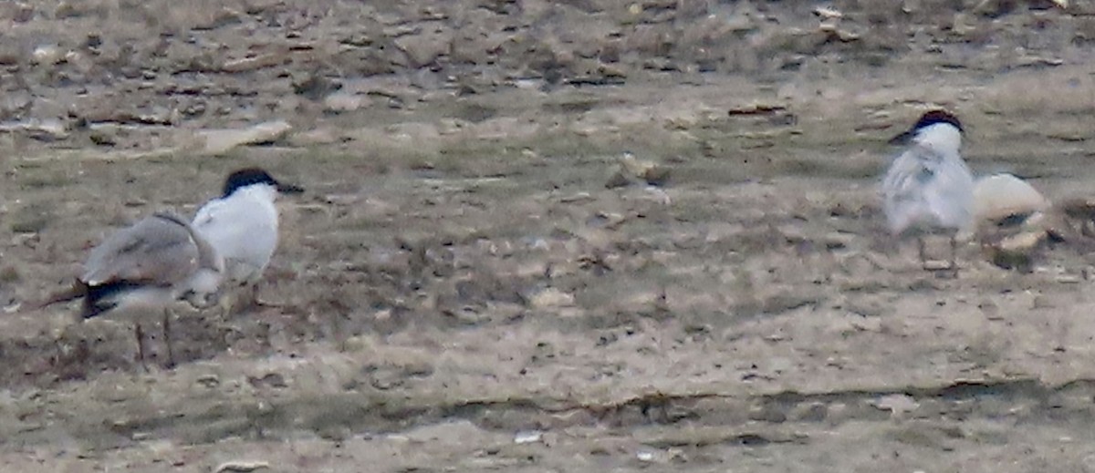 Gull-billed Tern - ML618800622