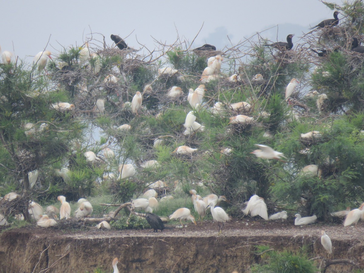 Western Cattle Egret - Mike Major