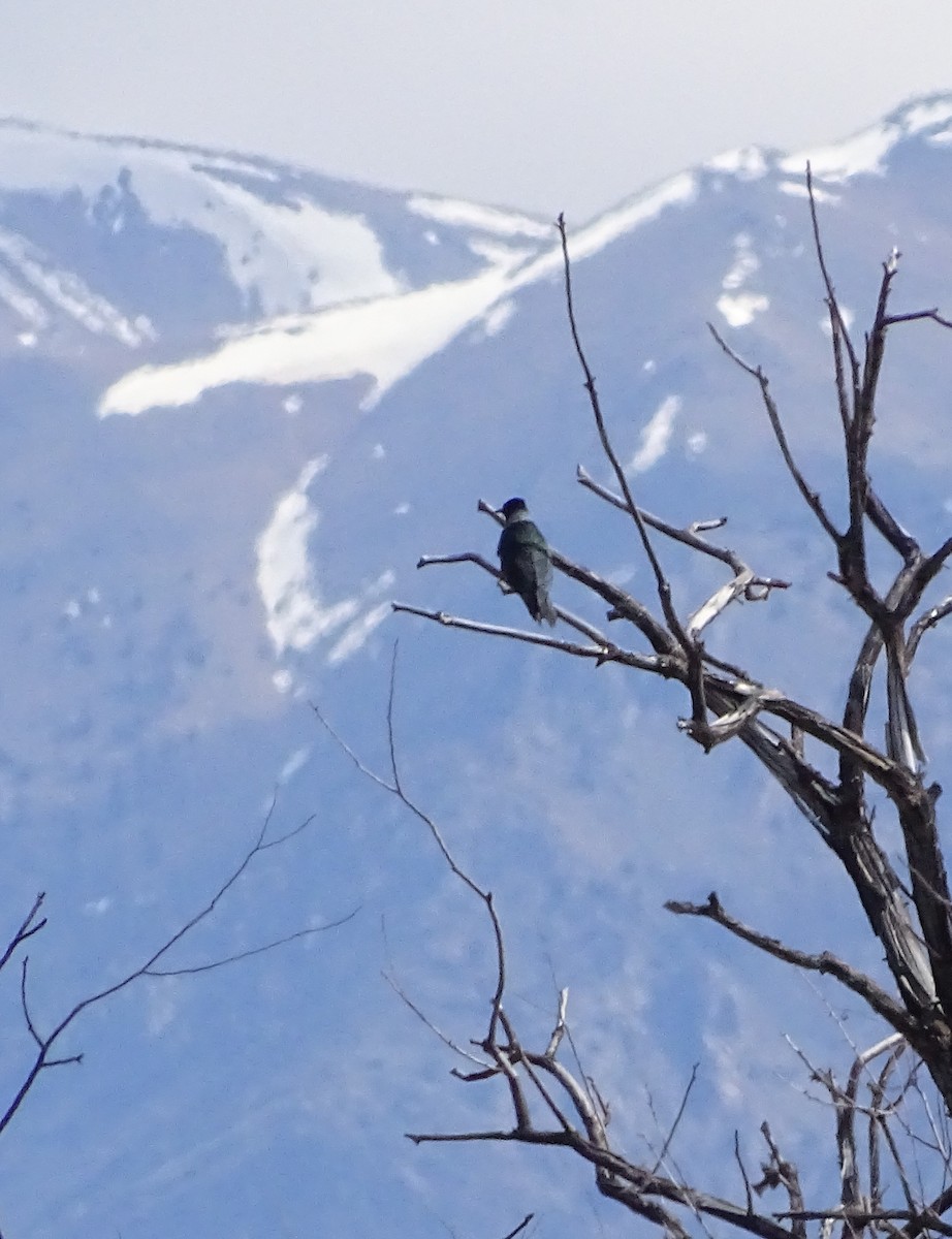 Lewis's Woodpecker - Nancy Overholtz