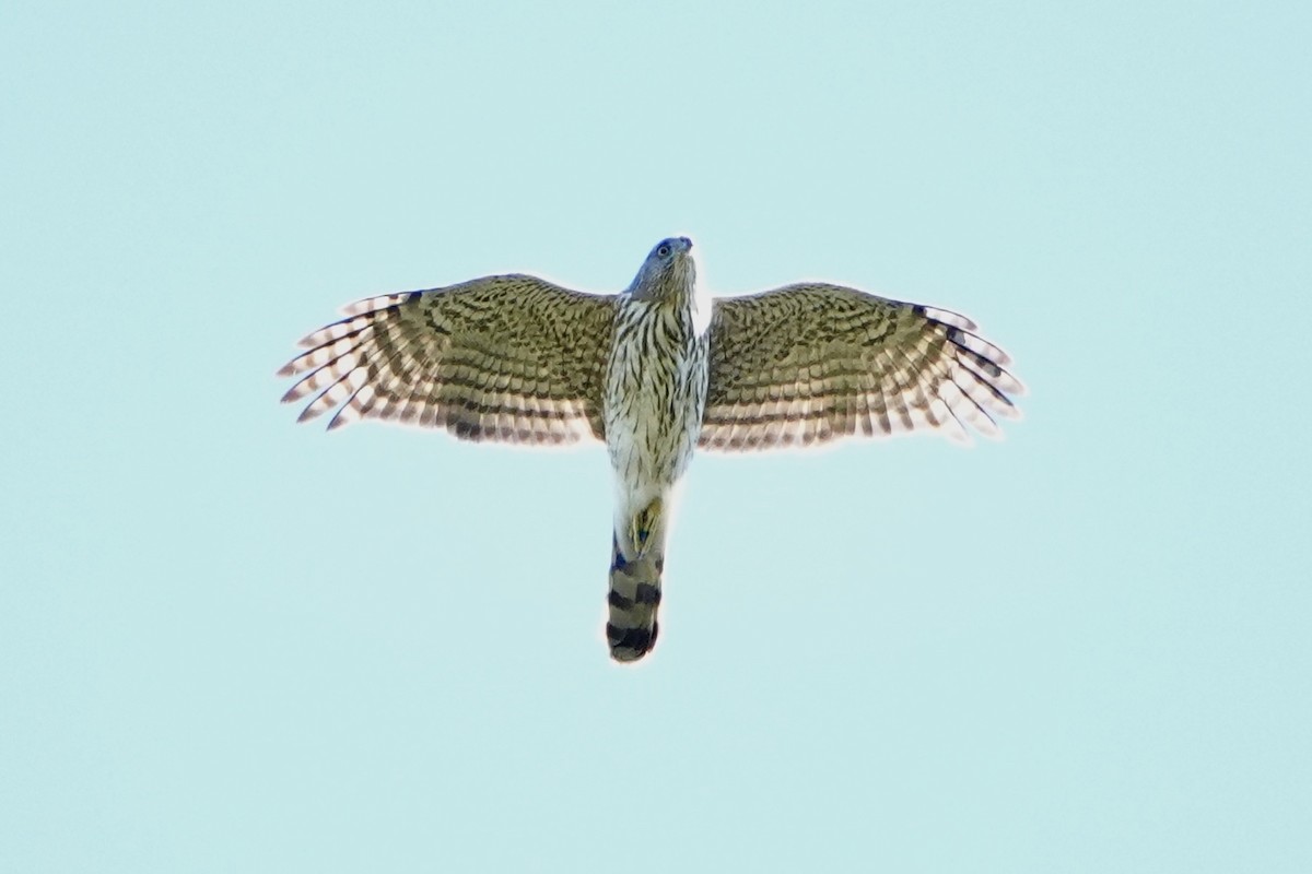 Cooper's Hawk - Jordan Gunn