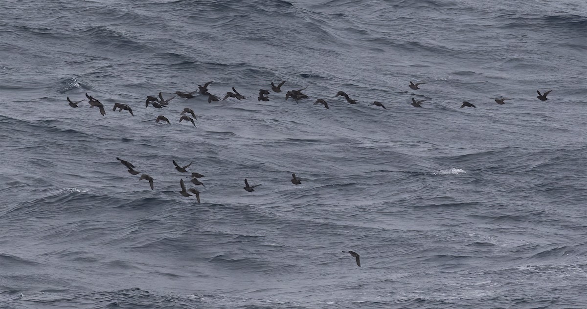 Crested Auklet - ML618800662