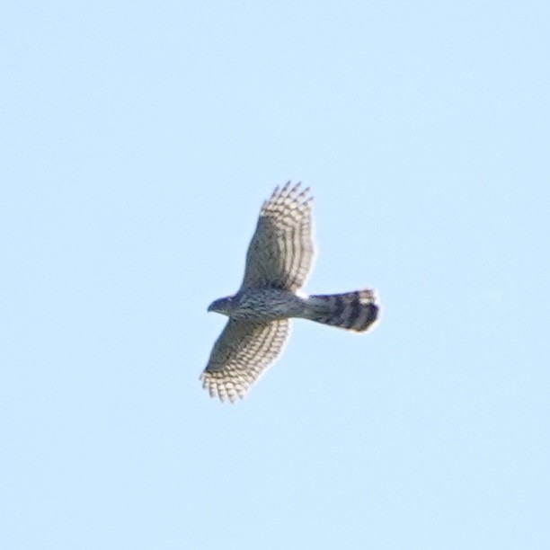 American Goshawk - Jordan Gunn