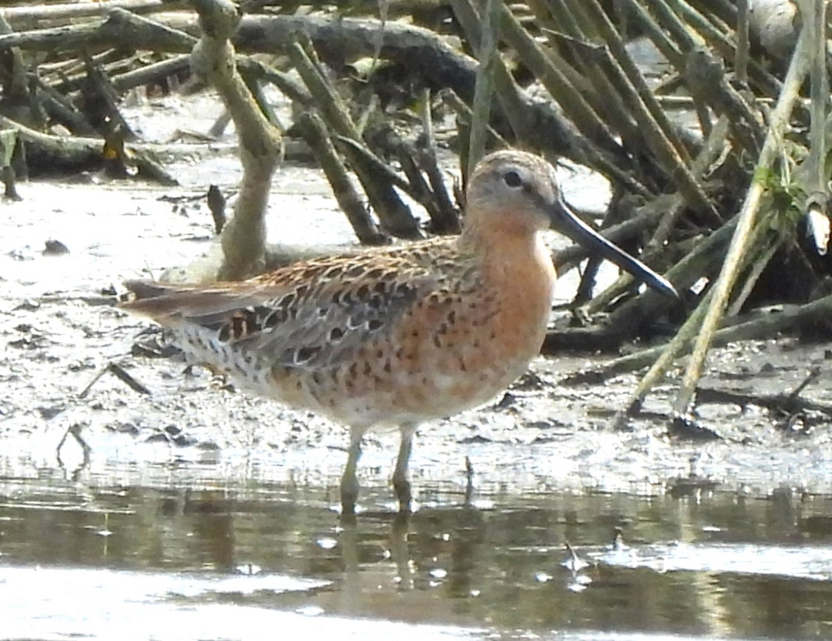 Short-billed Dowitcher - Paul McKenzie