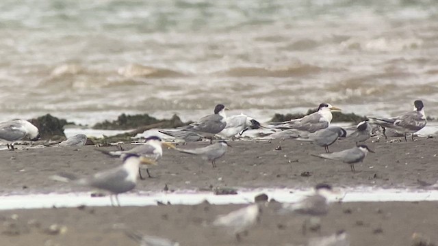 Chinese Crested Tern - ML618800679