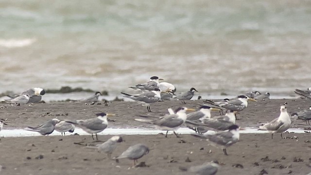 Chinese Crested Tern - ML618800680