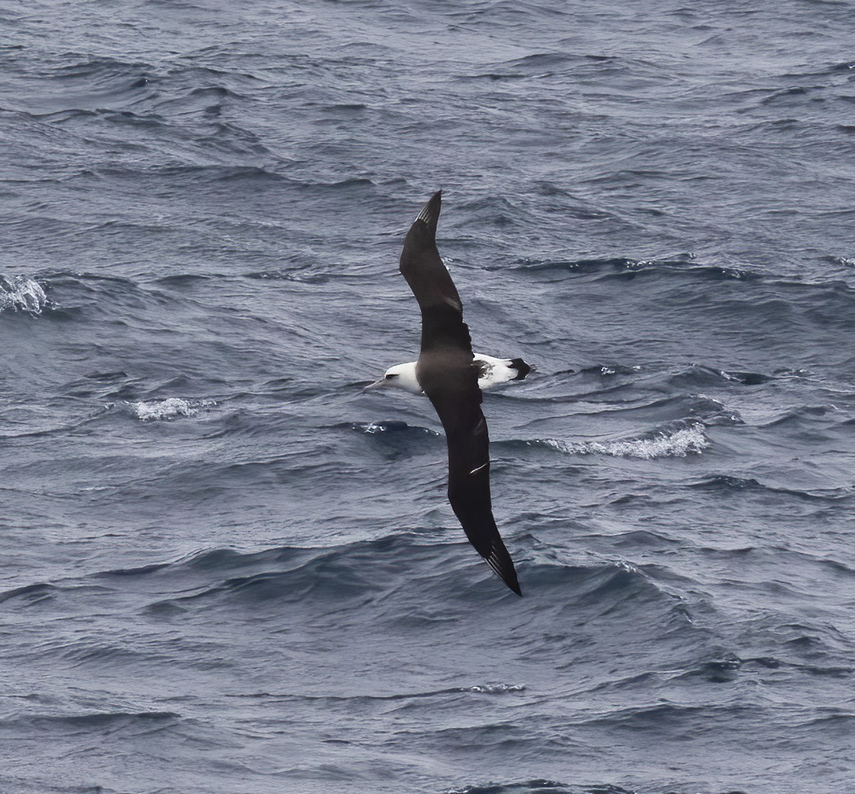 Laysan Albatross - Gary Rosenberg