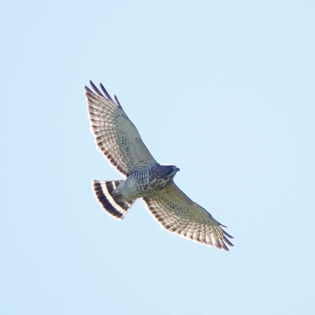 Broad-winged Hawk - Jordan Gunn