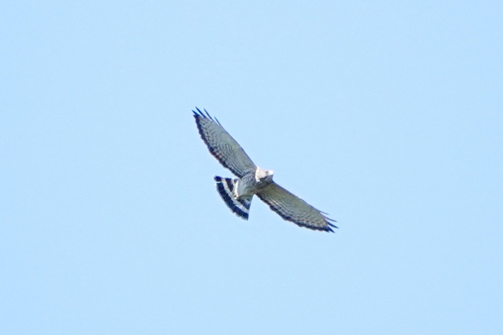 Broad-winged Hawk - Jordan Gunn