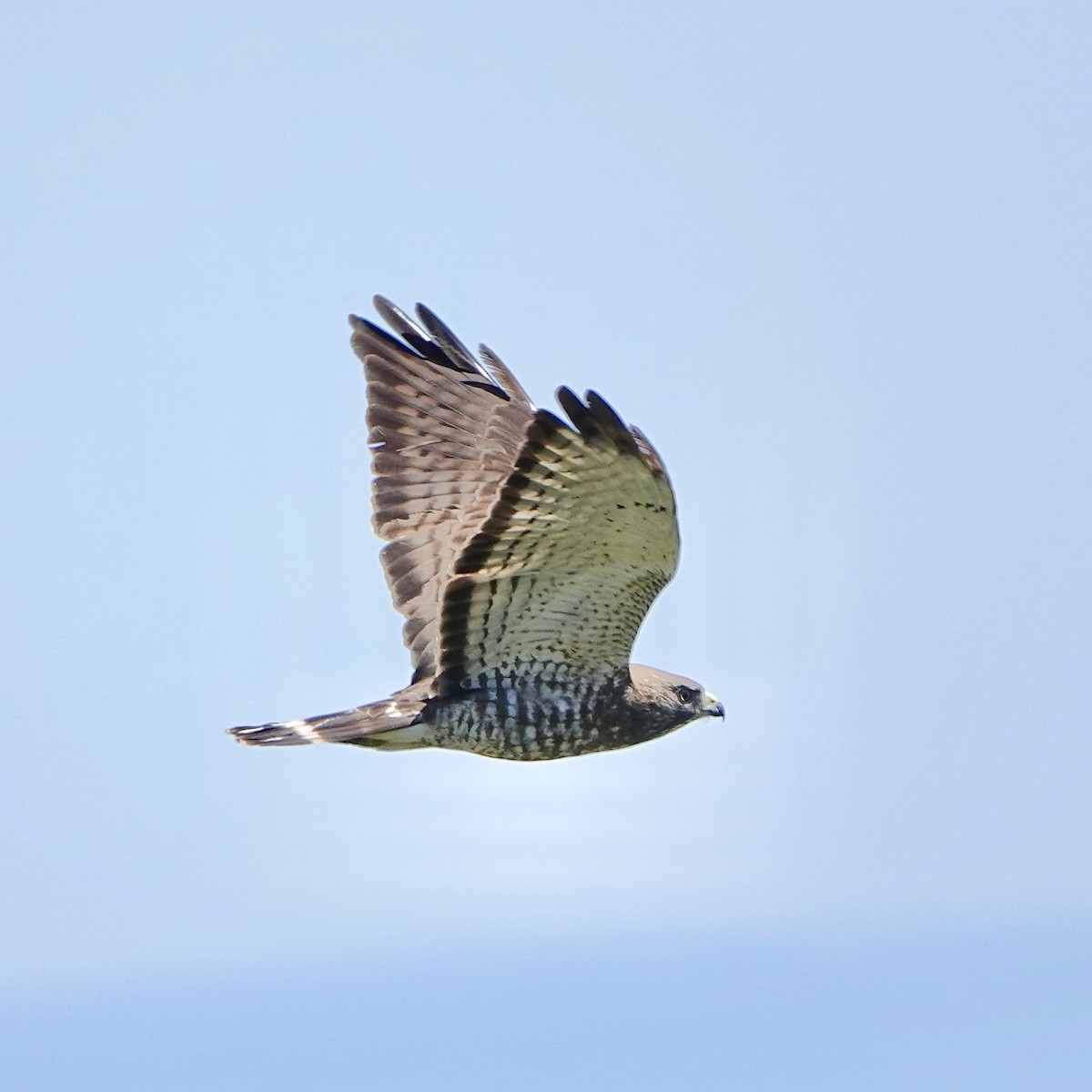 Broad-winged Hawk - Jordan Gunn