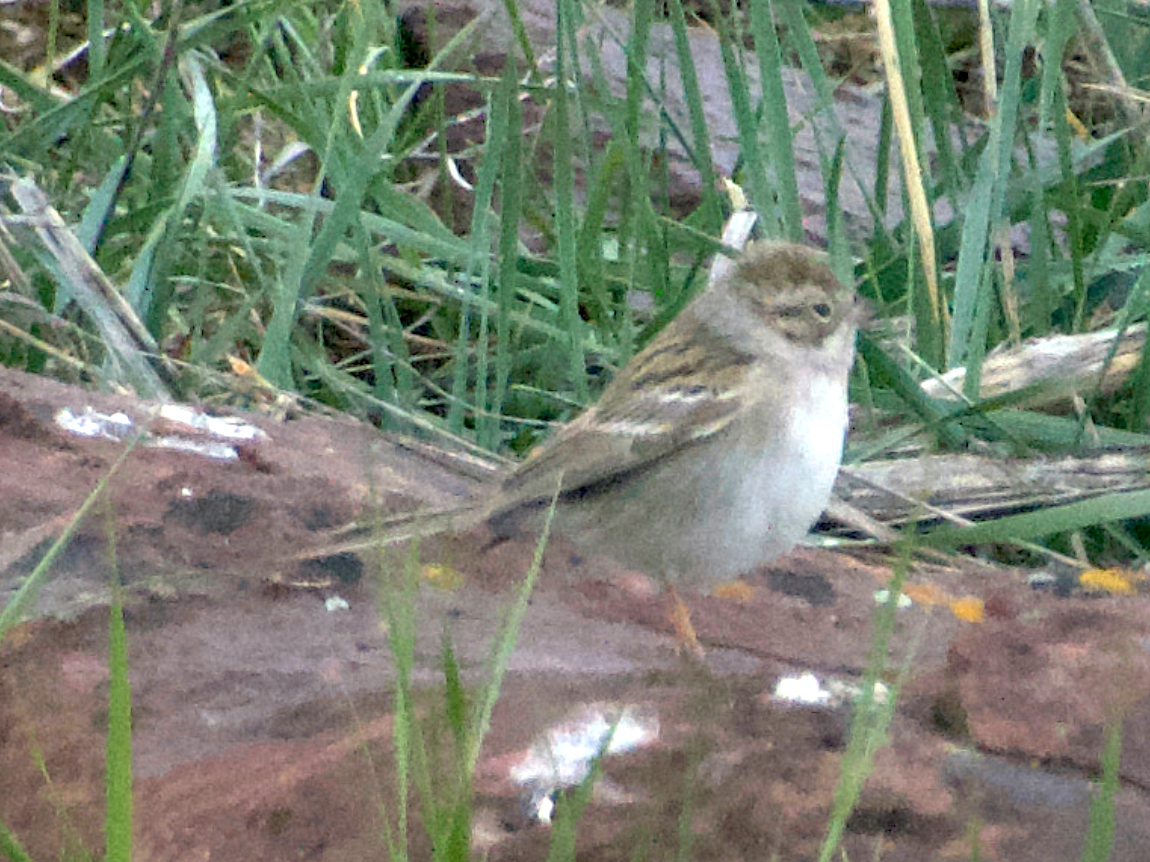 new world sparrow sp. - Matt Blaze