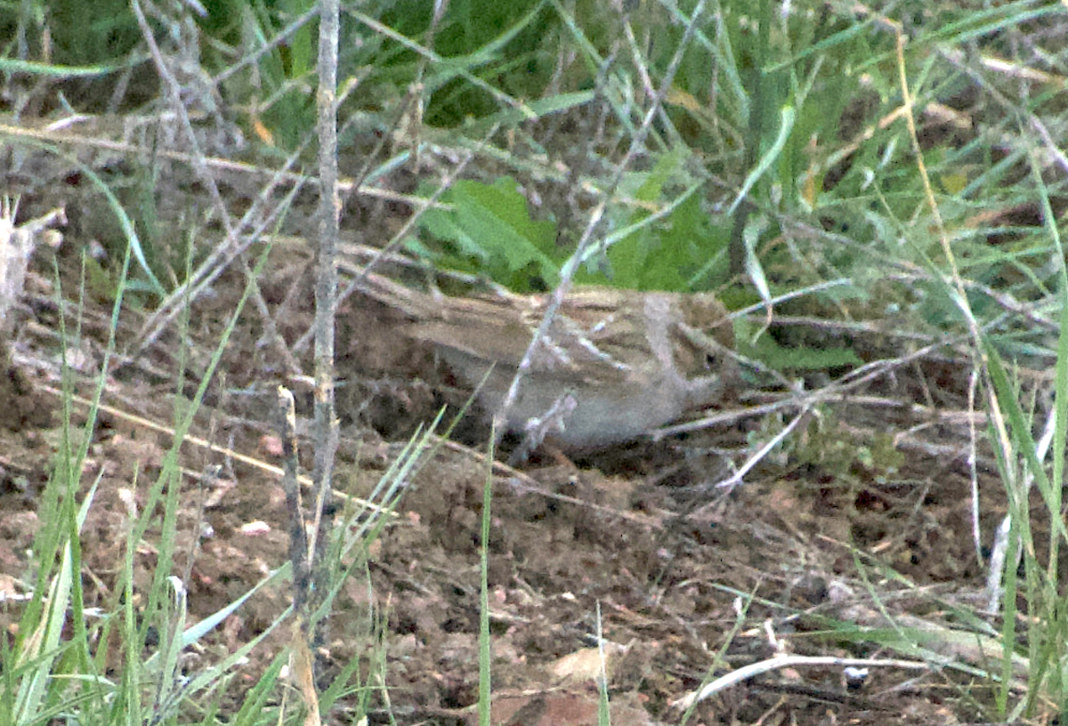 new world sparrow sp. - Matt Blaze