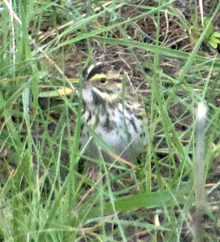 Savannah Sparrow - Matt Blaze