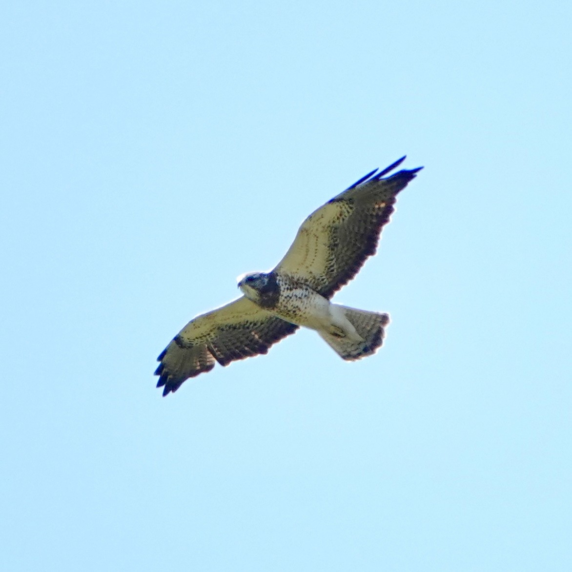 Swainson's Hawk - Jordan Gunn