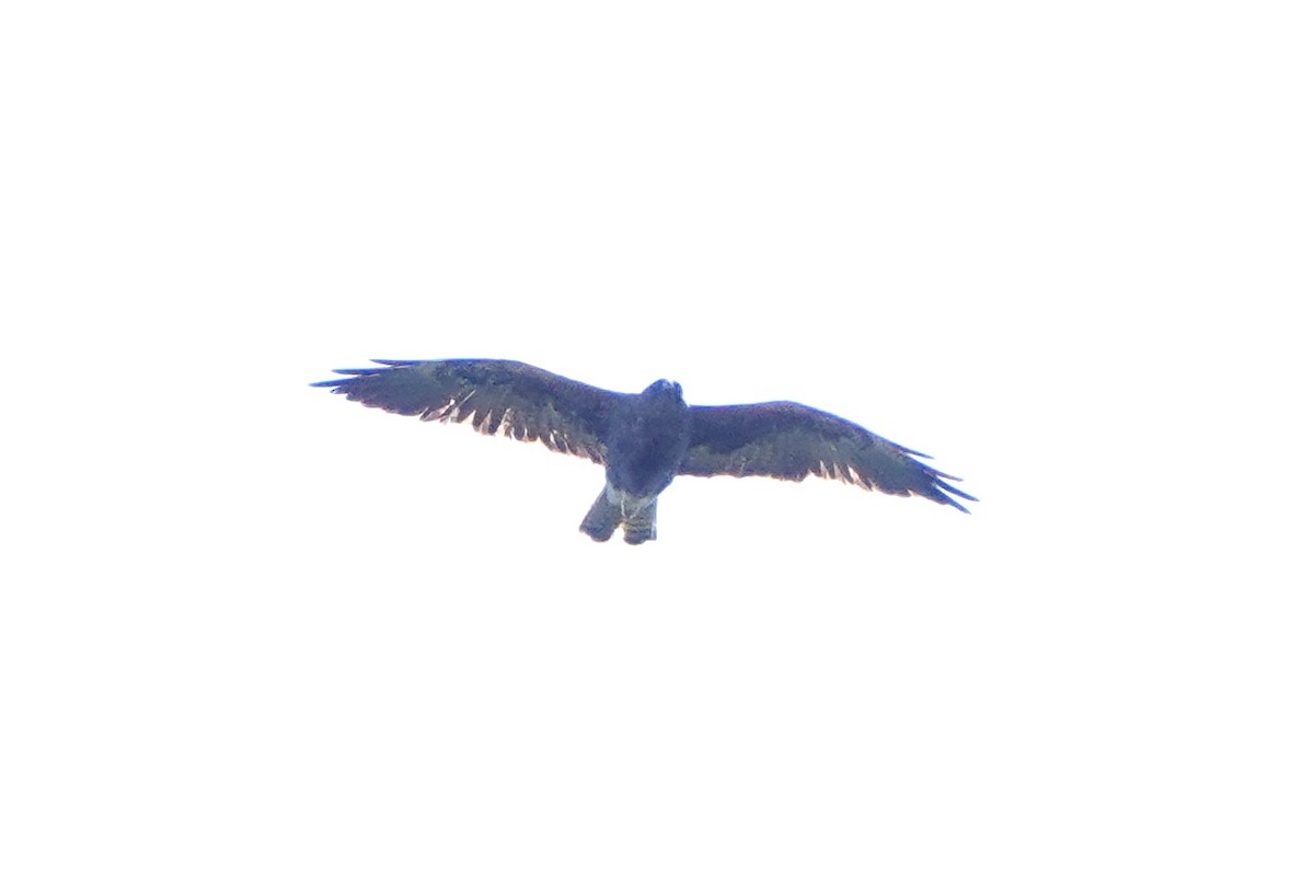 Swainson's Hawk - Jordan Gunn