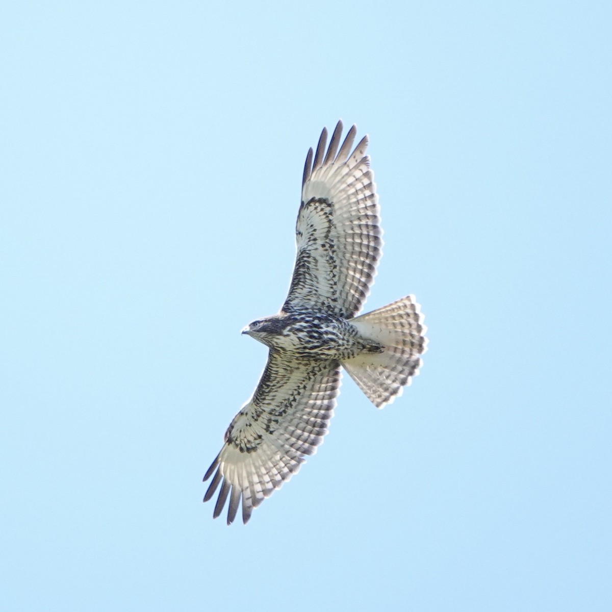 Red-tailed Hawk - Jordan Gunn