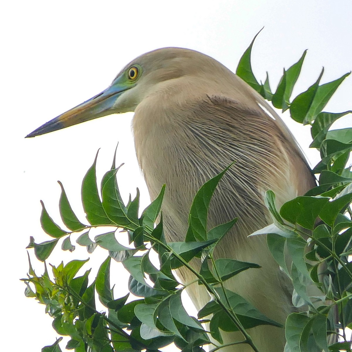 Indian Pond-Heron - Bijoy Venugopal