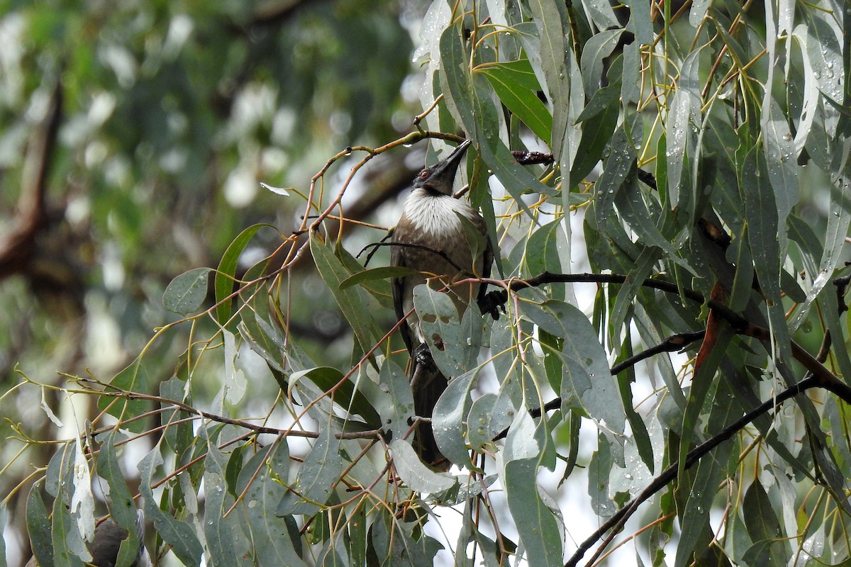 Noisy Friarbird - B Jenkins