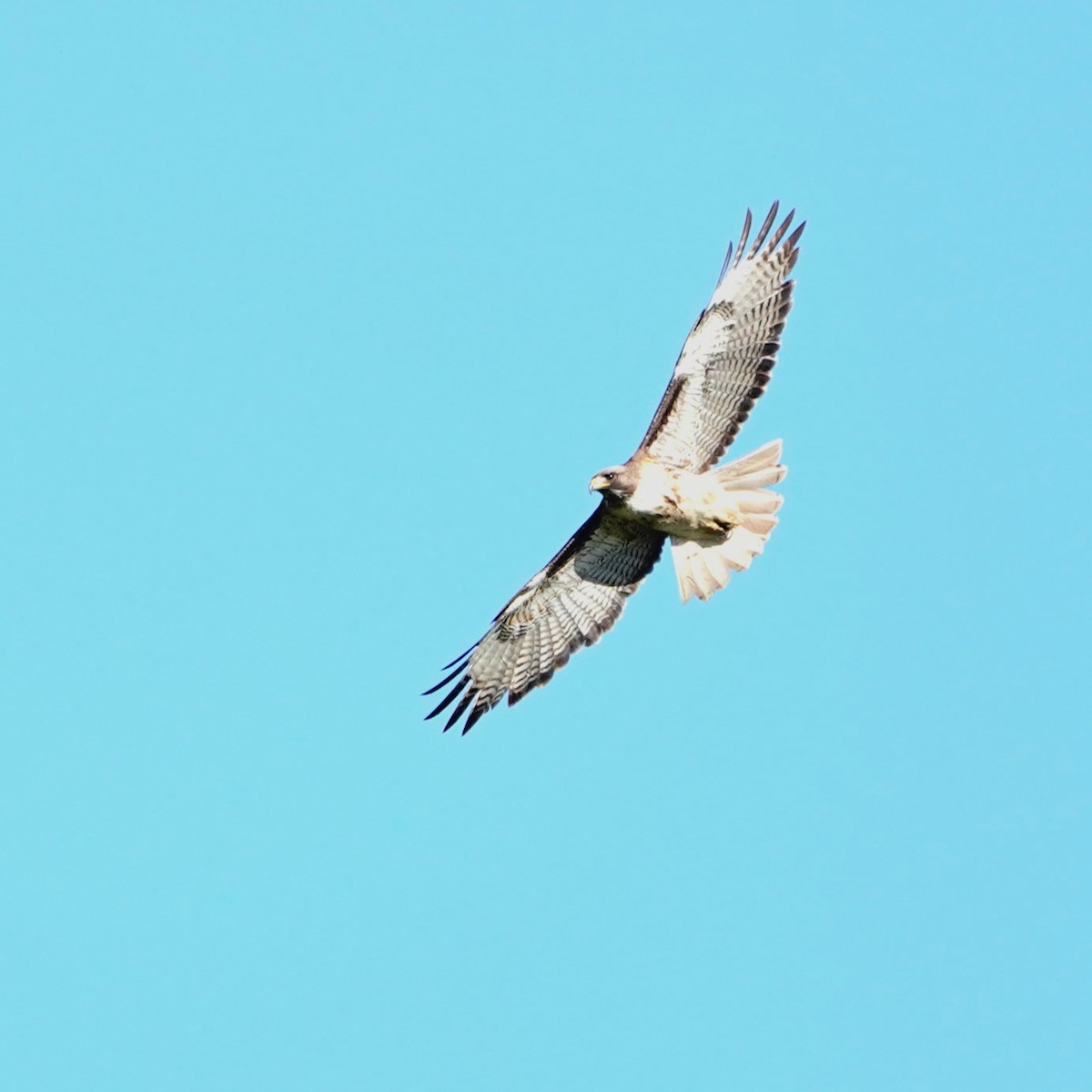 Red-tailed Hawk - mang mike